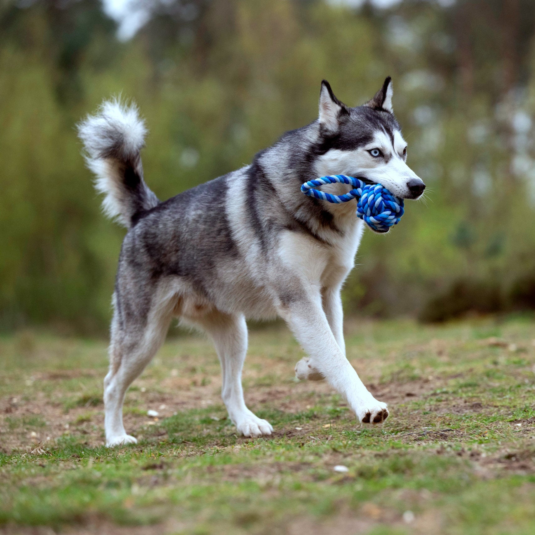 Balle à lancer – Jouet en corde pour chien - Laboni