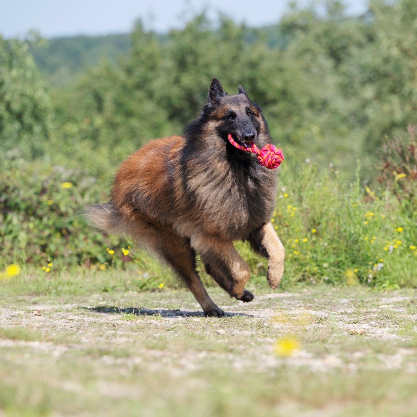 Balle à lancer – Jouet en corde pour chien - Laboni