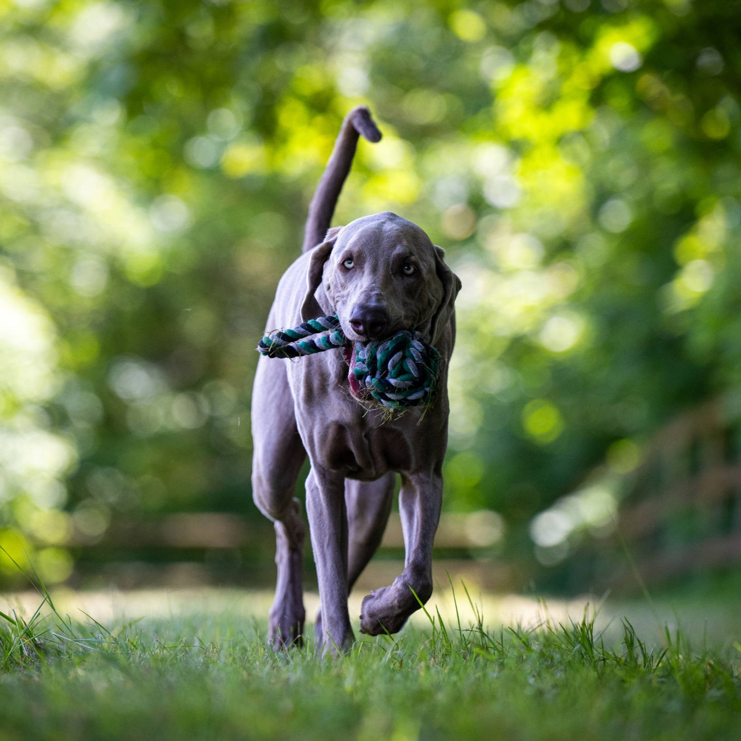 Balle à lancer – Jouet en corde pour chien - Laboni