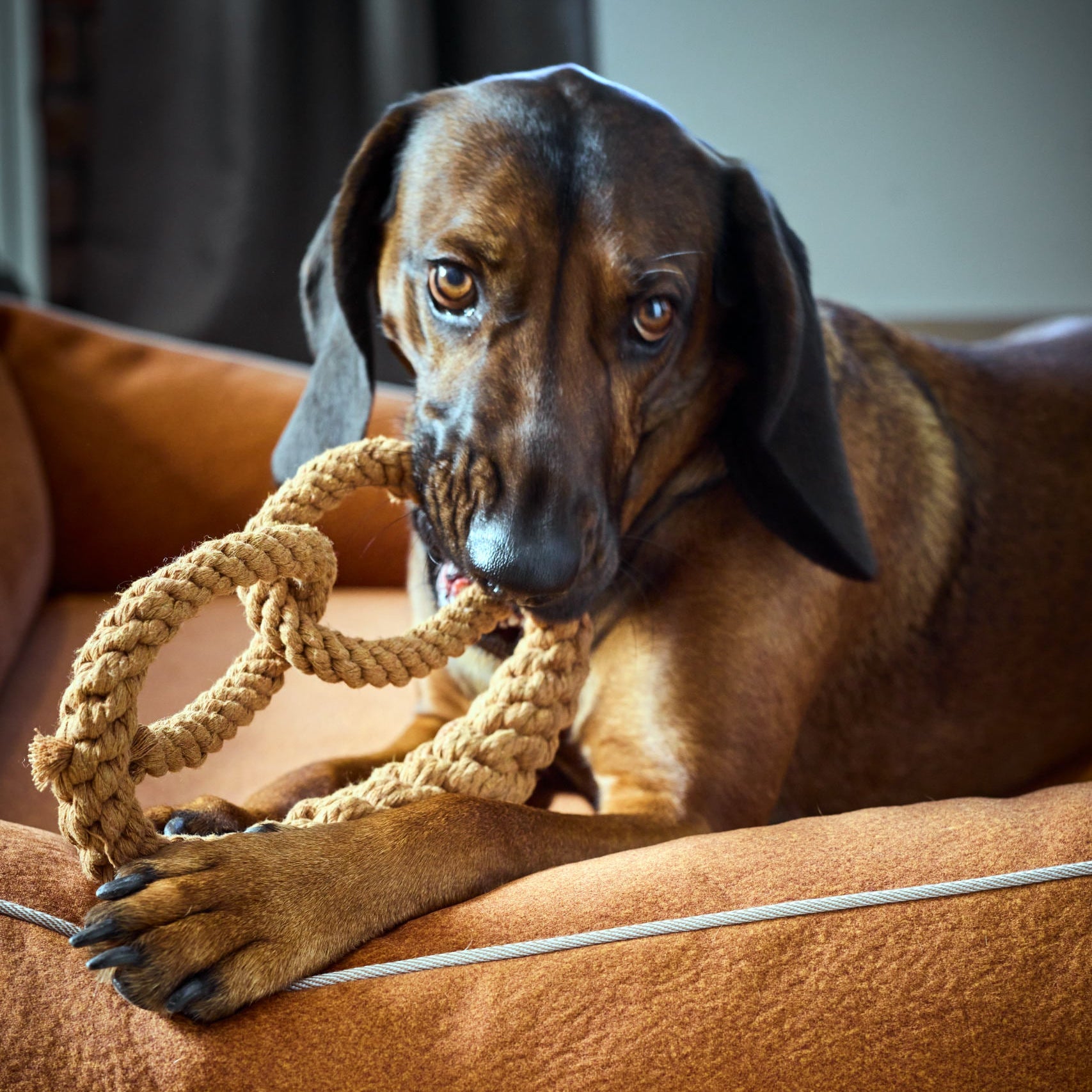 Britta le Bretzel - Jouet en corde pour chien - Laboni