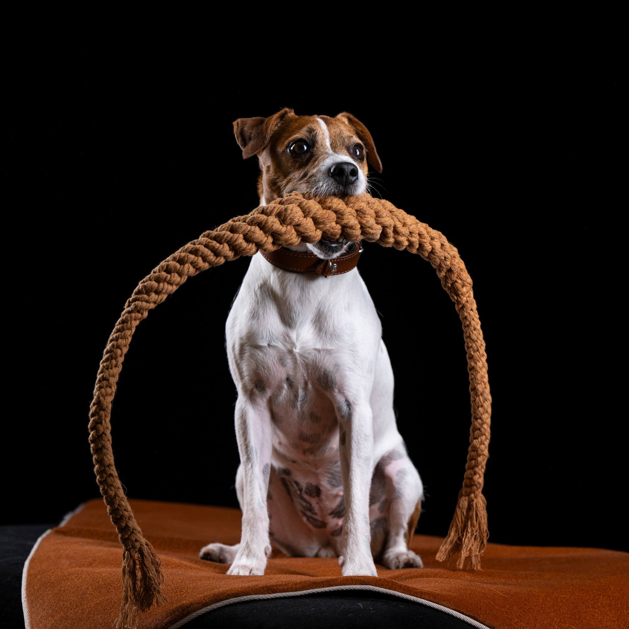 Britta le Bretzel - Jouet en corde pour chien - Laboni