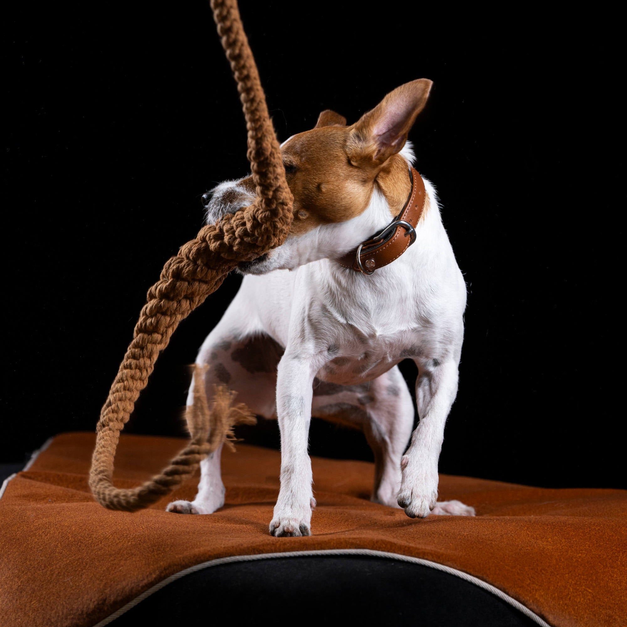 Britta le Bretzel - Jouet en corde pour chien - Laboni