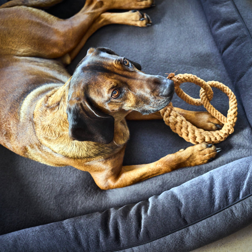 Britta le Bretzel - Jouet en corde pour chien - Laboni