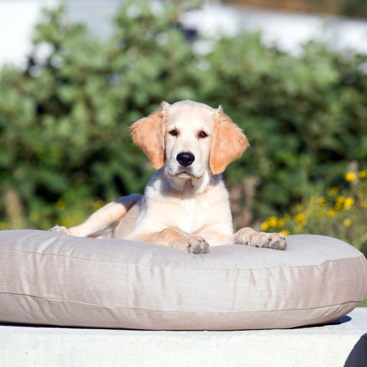 Panier design pour chien PRADO – SMOOTH - 2 coloris - Laboni