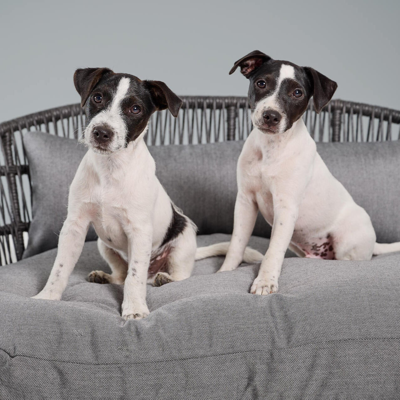 Panier design pour chien PRADO – SMOOTH - 2 coloris - Laboni