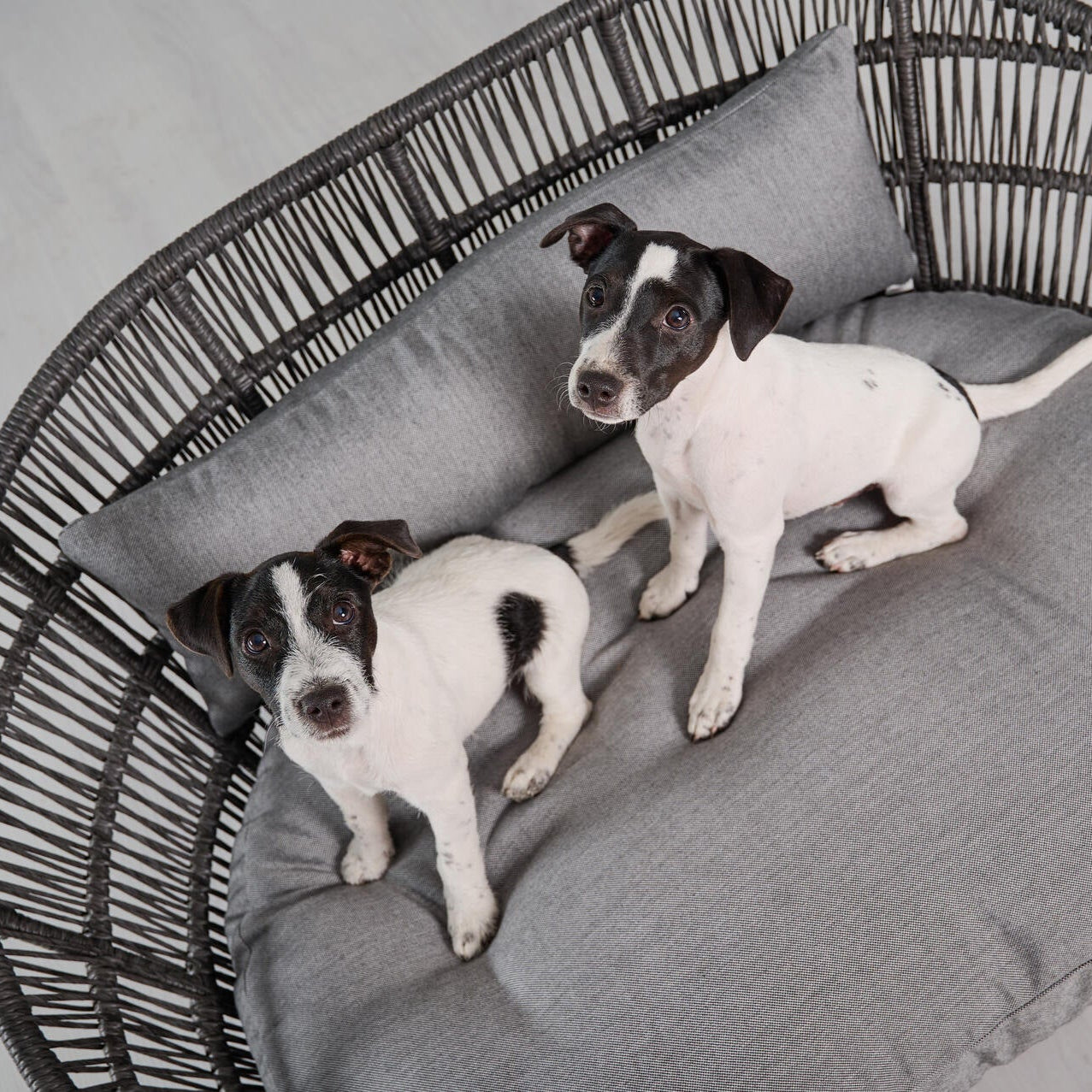 Panier design pour chien PRADO – SMOOTH - 2 coloris - Laboni