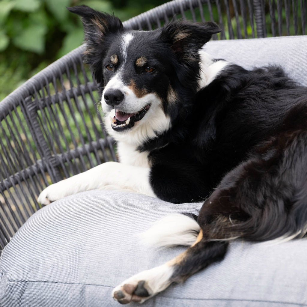 Panier design pour chien PRADO – SMOOTH - 2 coloris - Laboni
