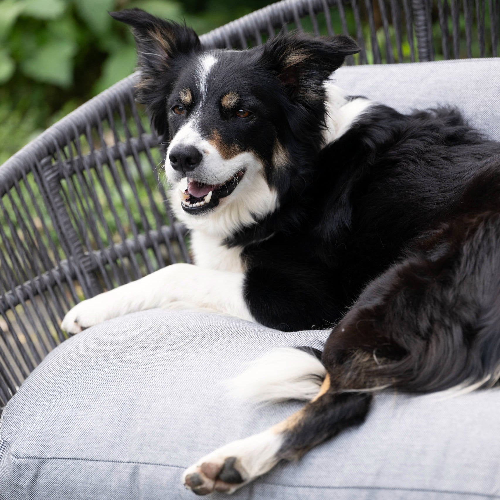 Panier design pour chien PRADO – SMOOTH - 2 coloris - Laboni