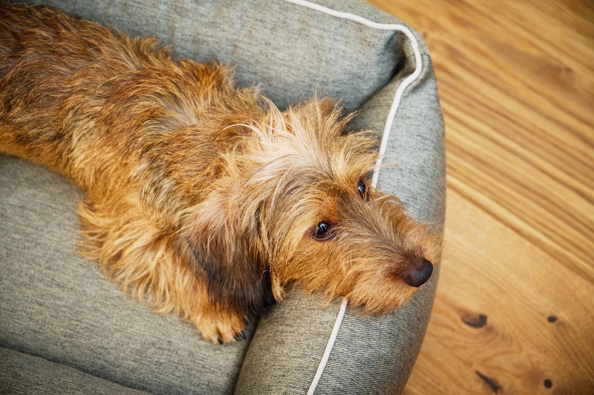 Panier pour chien UNO – Vert - Laboni