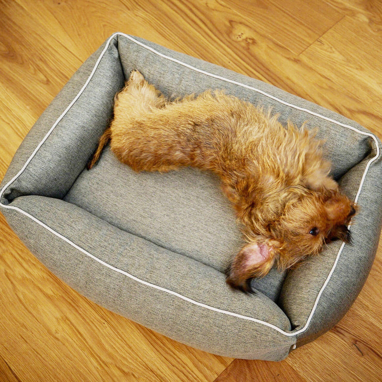 Panier pour chien UNO – Vert - Laboni
