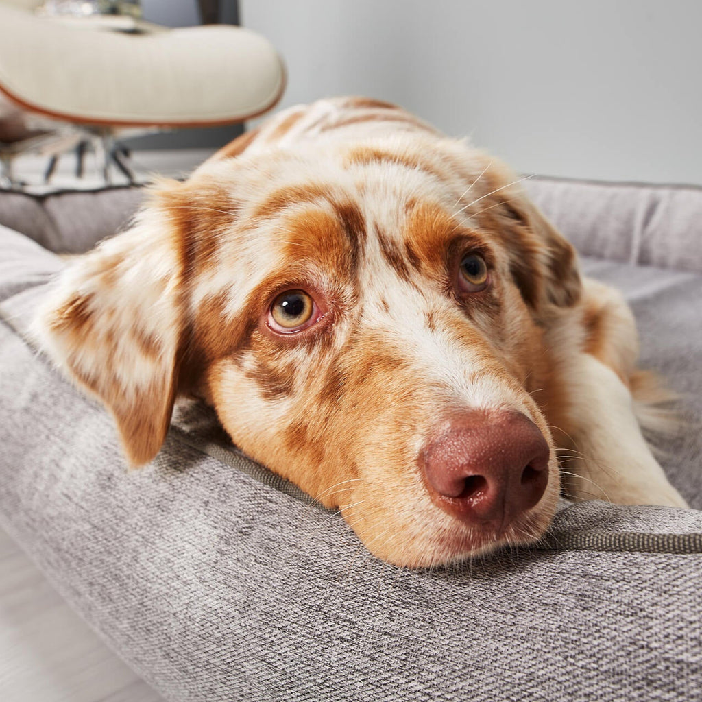 Panier pour chien UNO – Gris - Laboni
