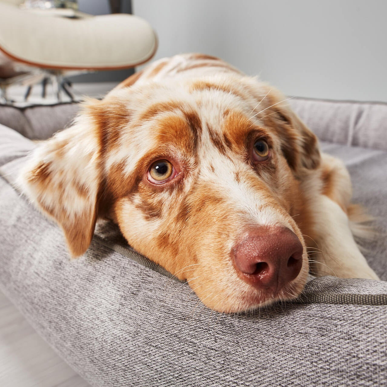 Panier pour chien UNO – Gris - Laboni