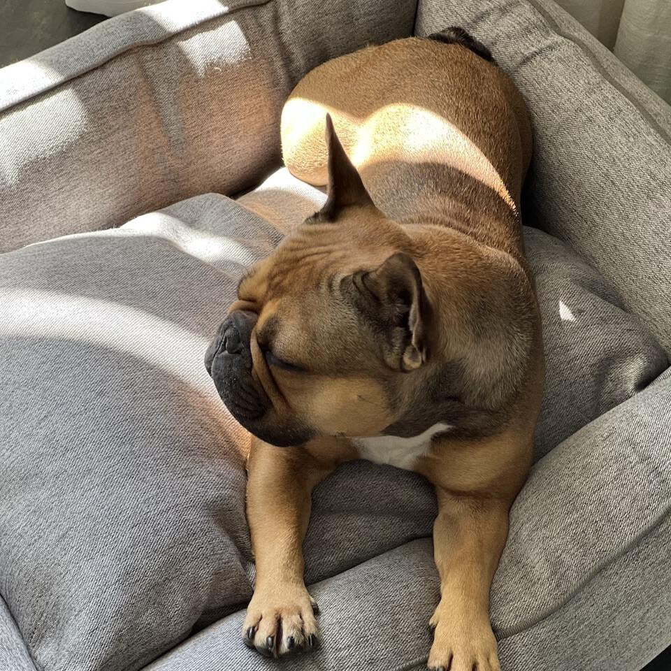 Panier pour chien UNO – Gris - Laboni