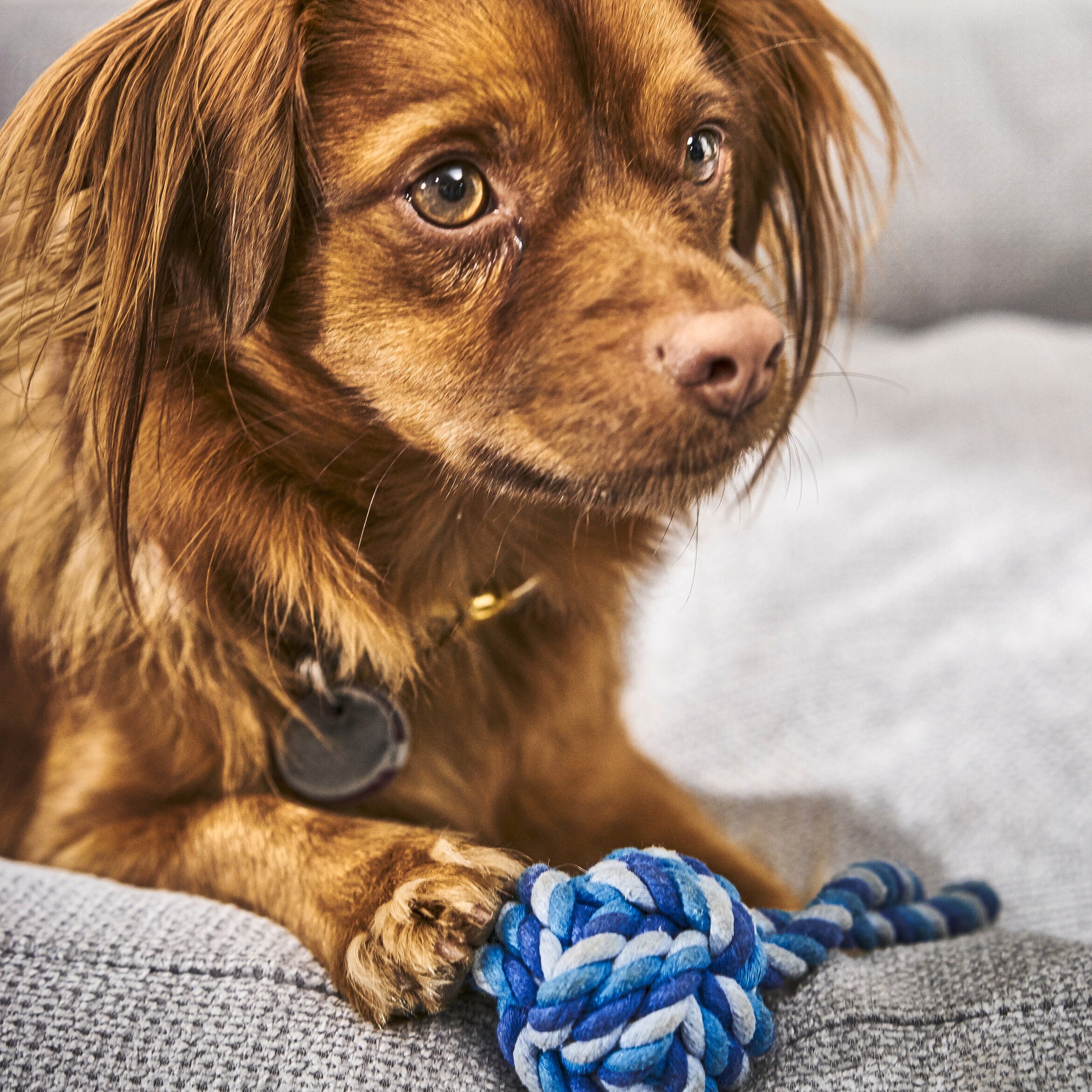 Panier pour chien TUDOR - Gris élégant - Laboni