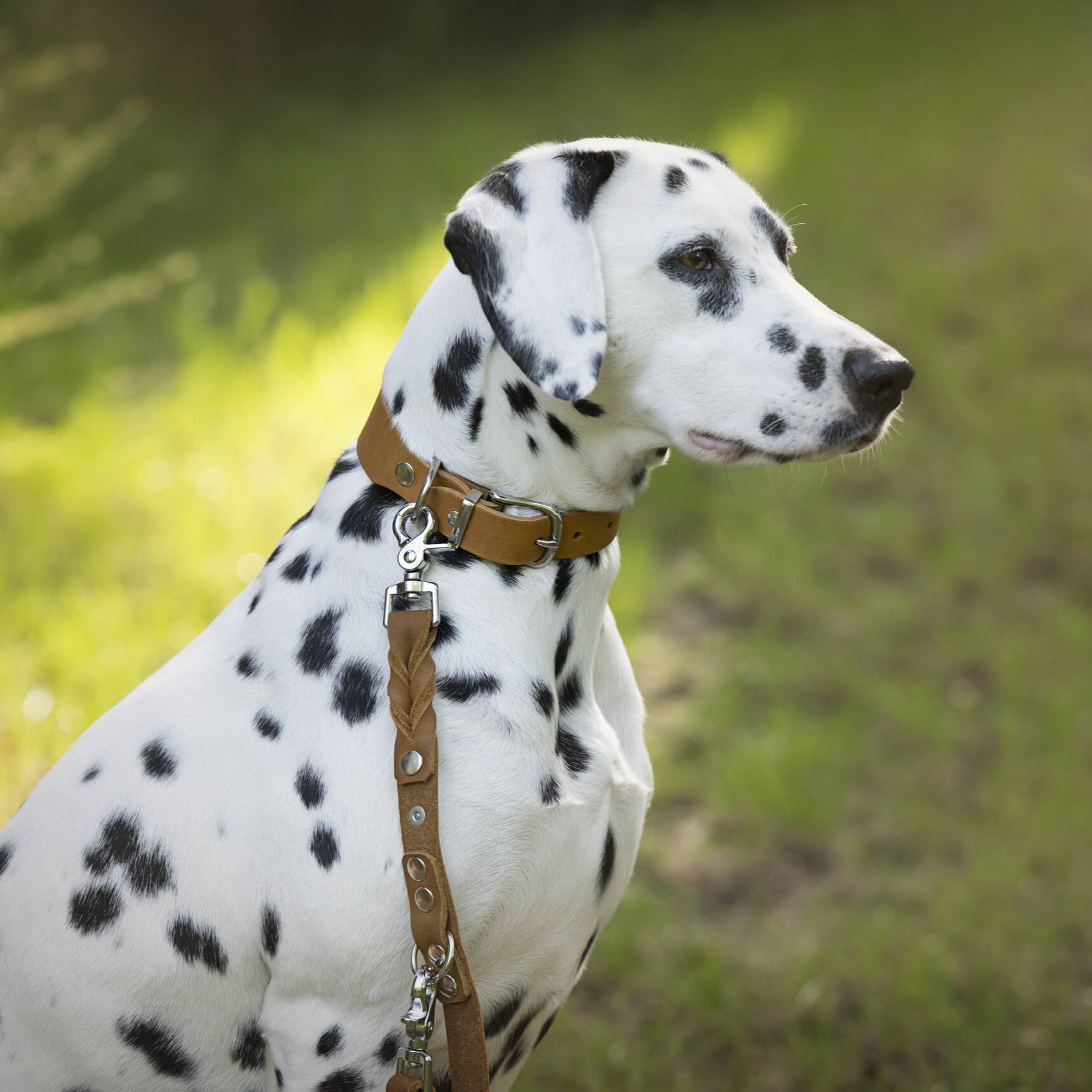 Collier pour chien en cuir GIRO - Honey - Laboni