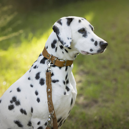Collier pour chien en cuir GIRO - Honey - Laboni