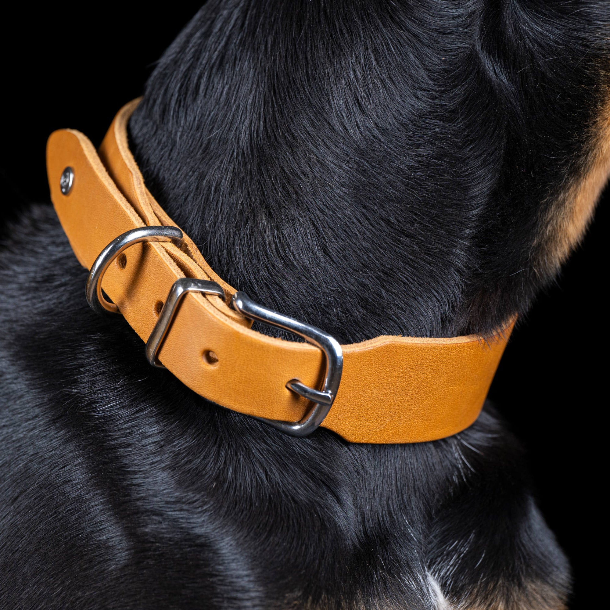 Collier pour chien en cuir GIRO - Honey - Laboni