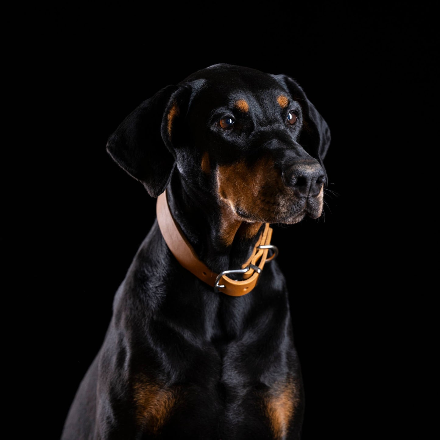Collier pour chien en cuir GIRO - Honey - Laboni