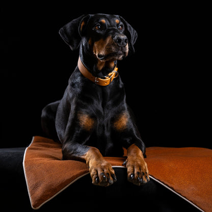 Collier pour chien en cuir GIRO - Honey - Laboni