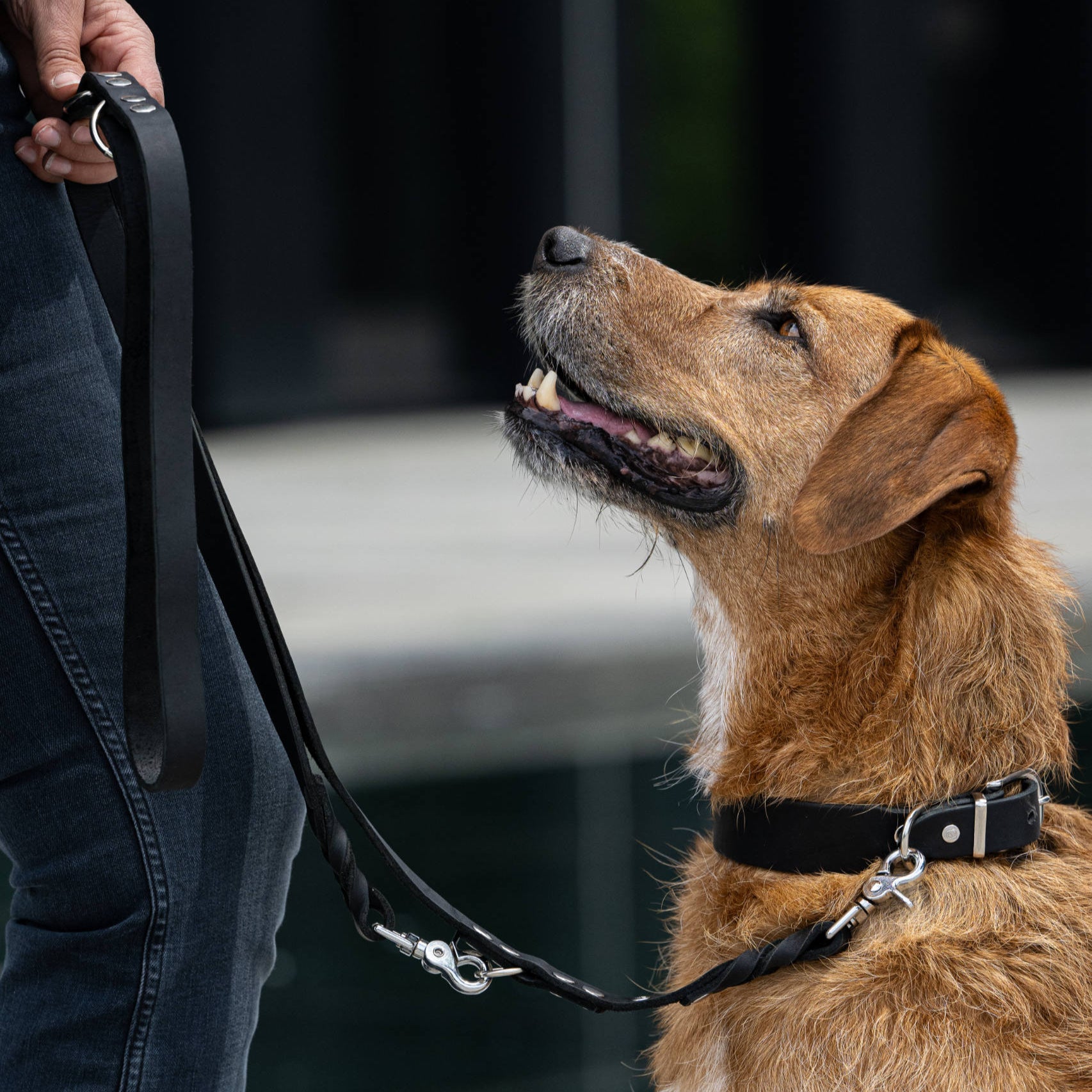 Collier pour chien en cuir GIRO - Black - Laboni