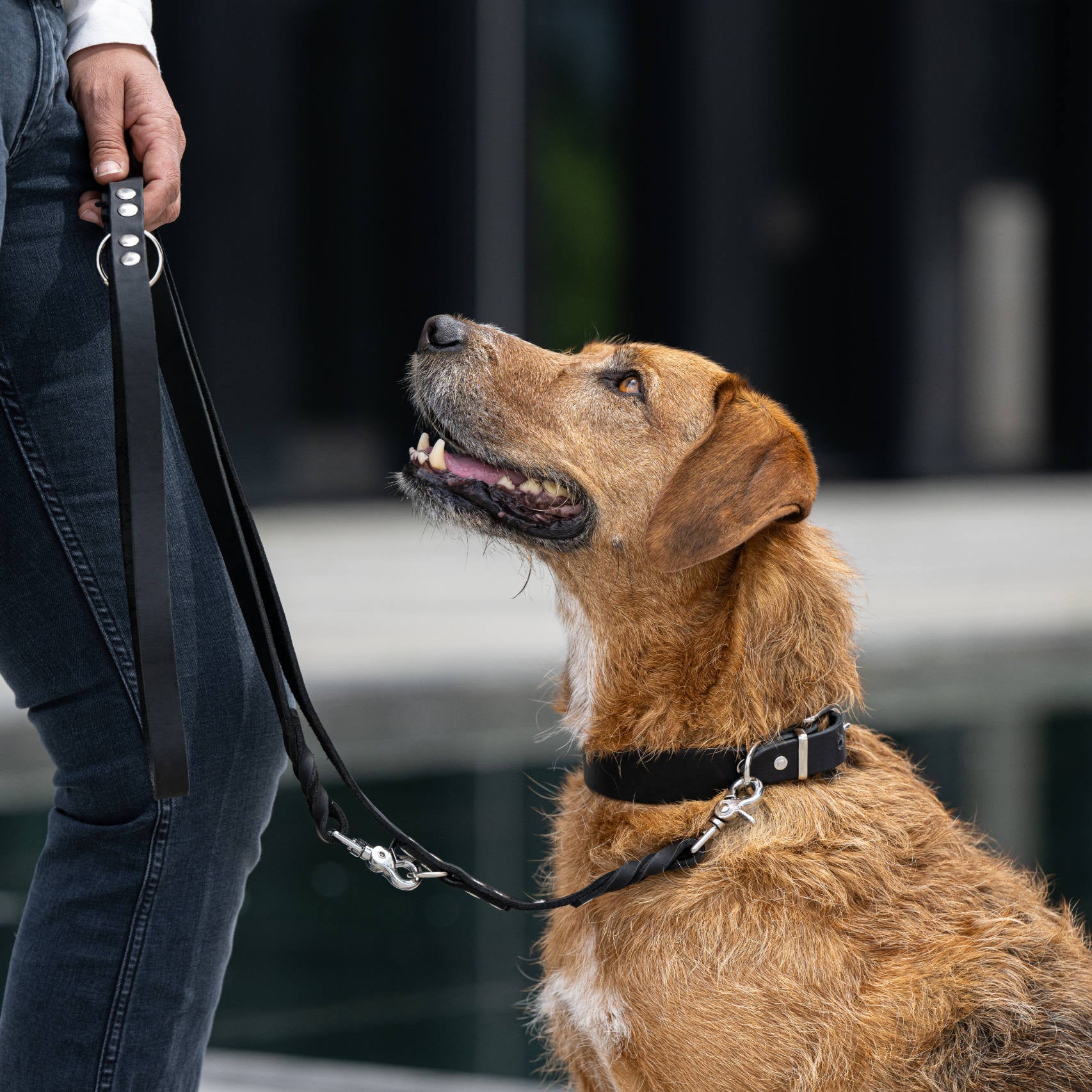 Collier pour chien en cuir GIRO - Black - Laboni