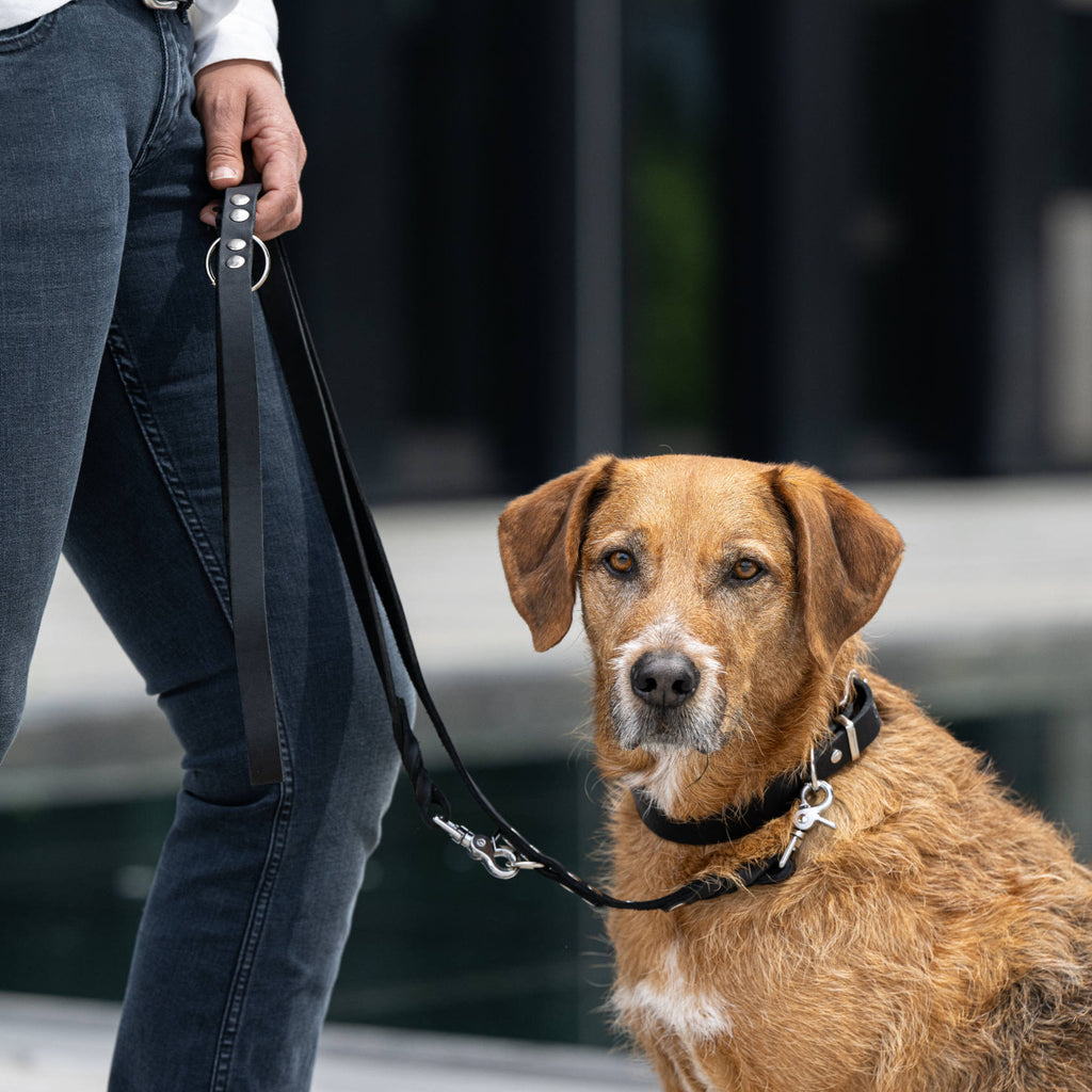 Collier pour chien en cuir GIRO - Black - Laboni