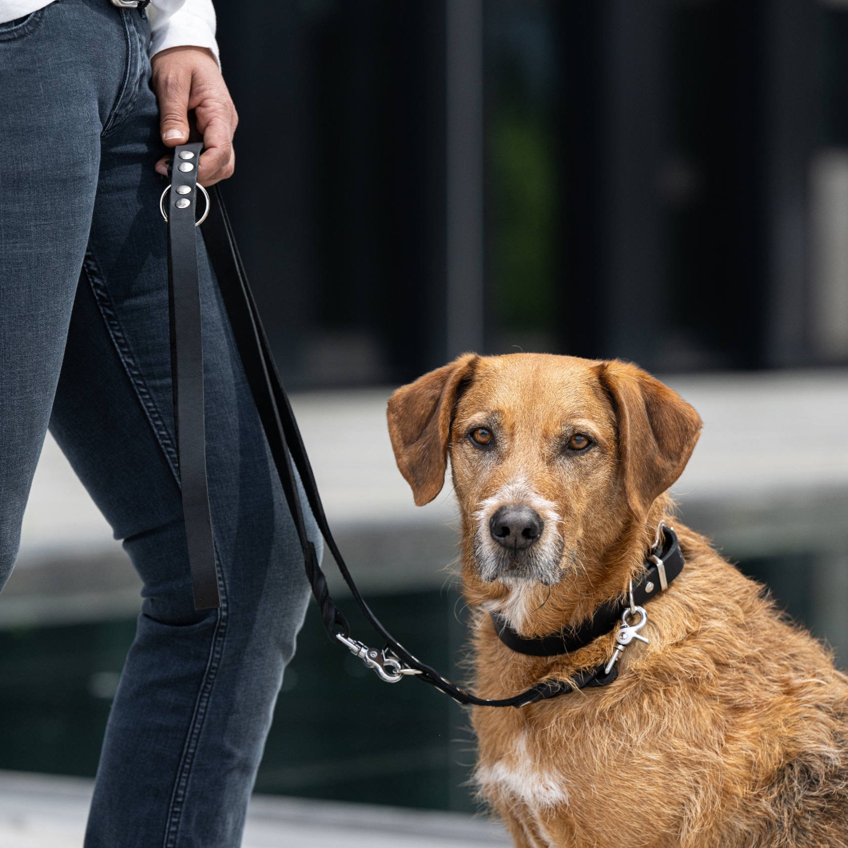 Collier pour chien en cuir GIRO - Black - Laboni