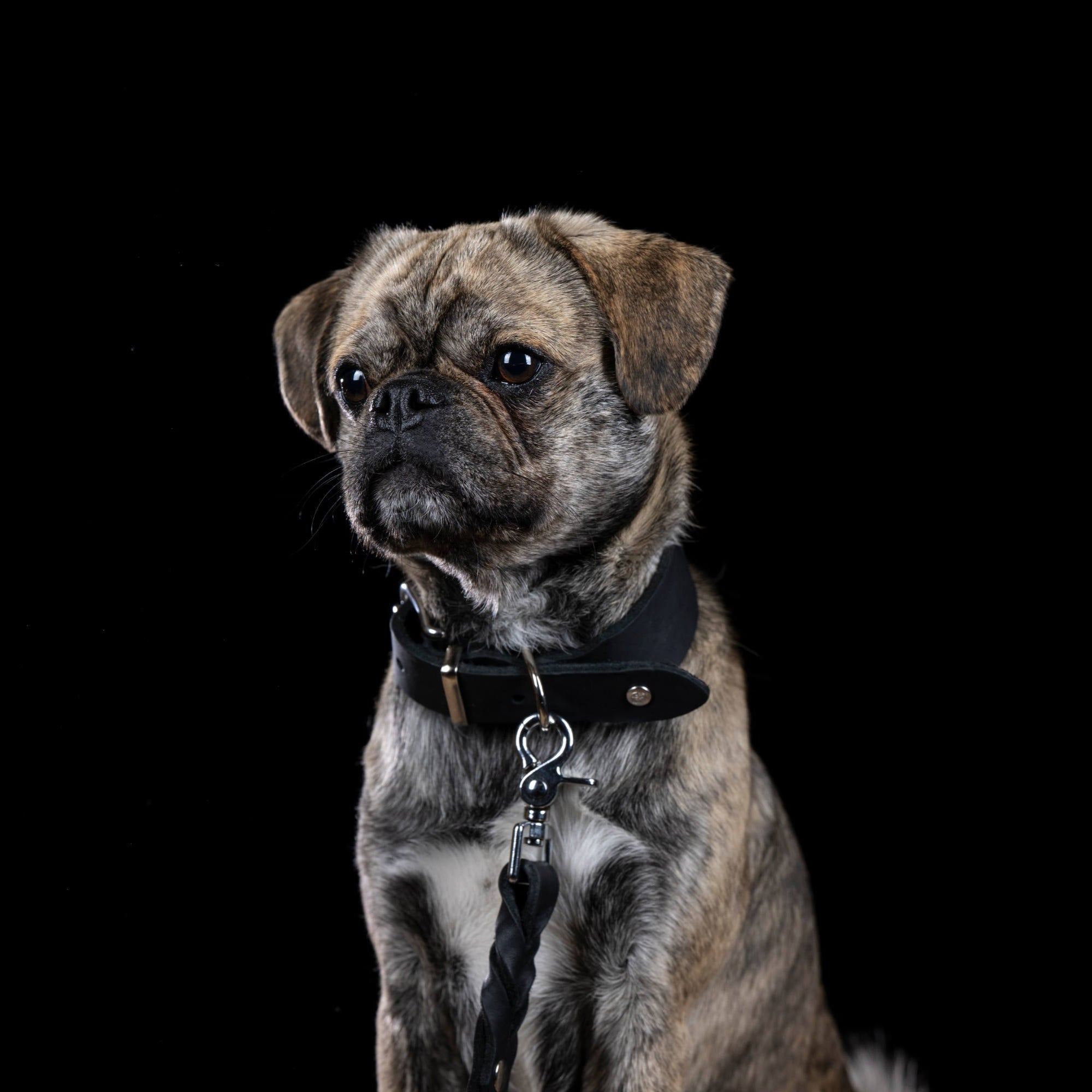 Collier pour chien en cuir GIRO - Black - Laboni