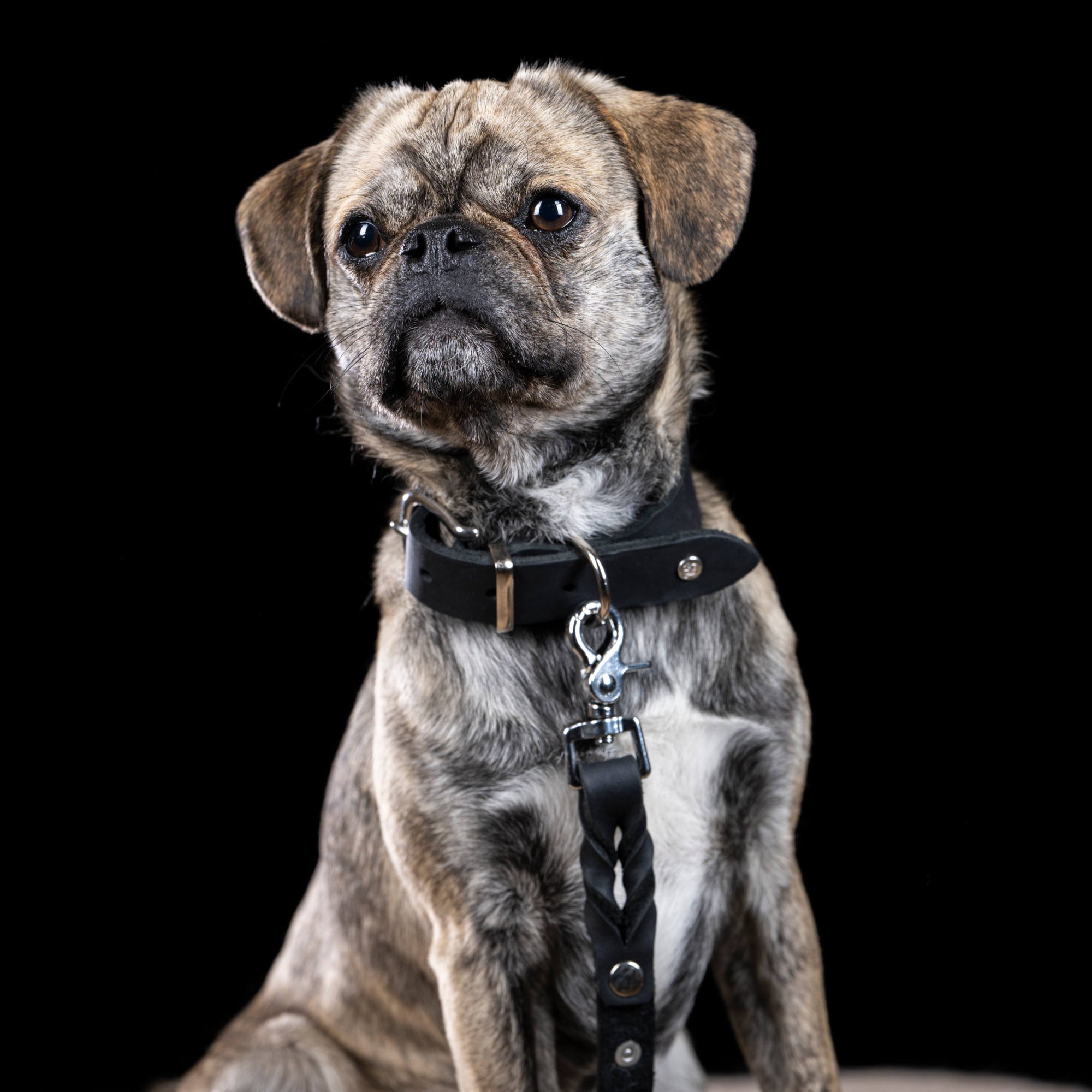 Collier pour chien en cuir GIRO - Black - Laboni