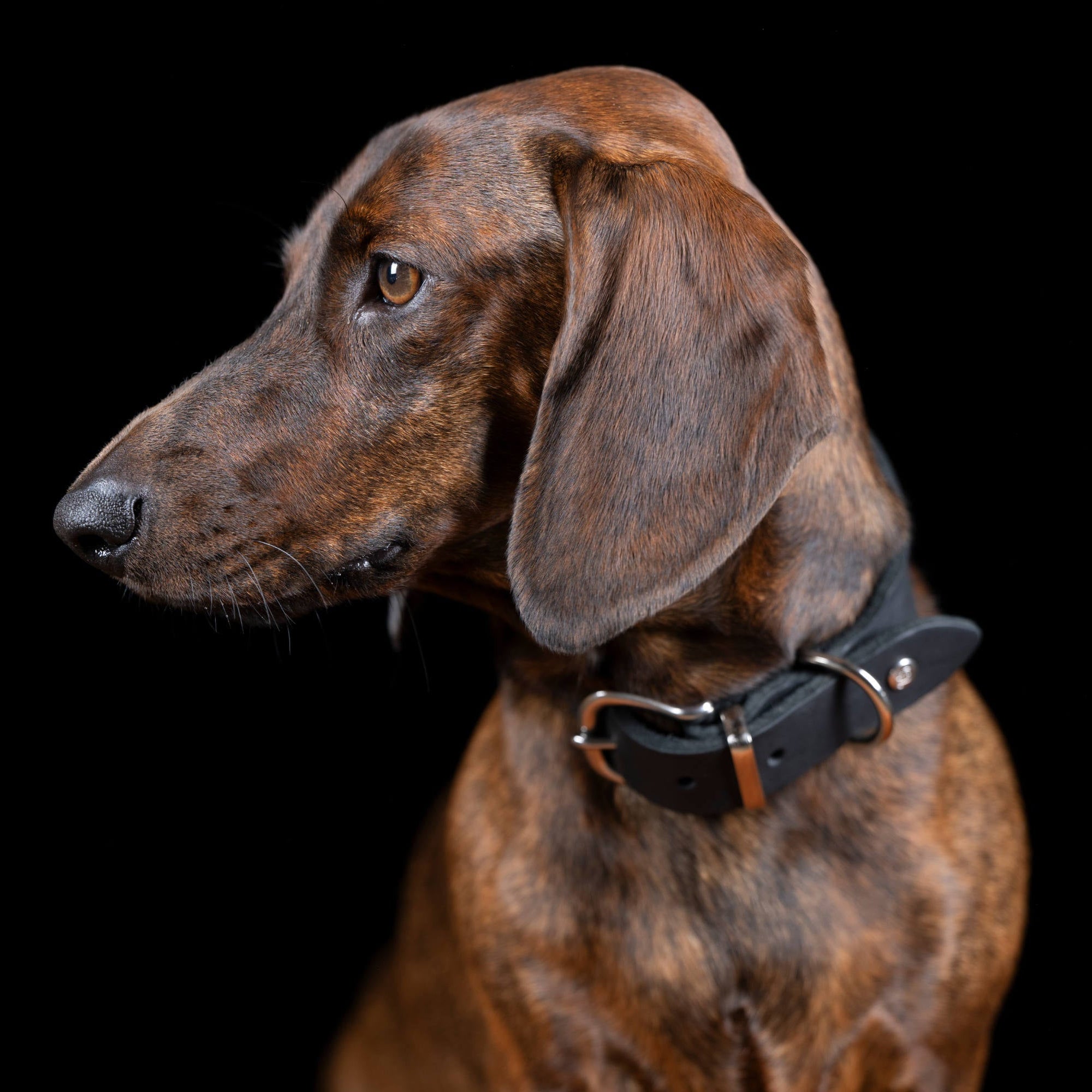 Collier pour chien en cuir GIRO - Black - Laboni