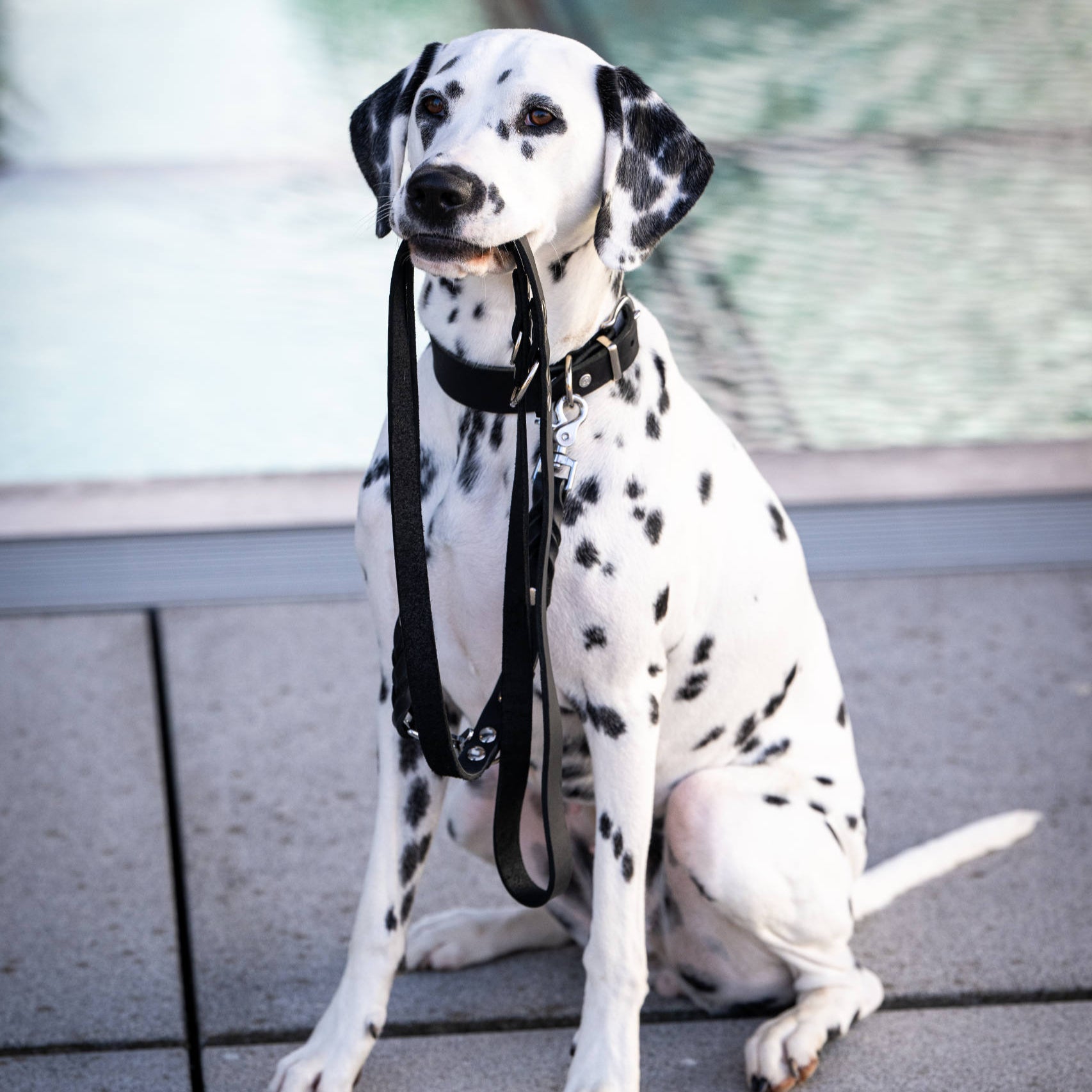 Collier pour chien en cuir GIRO - Black - Laboni