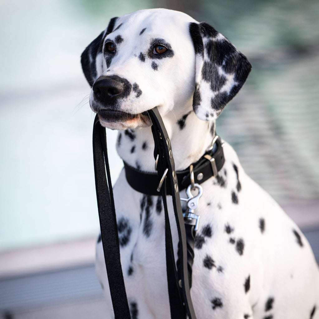 Collier pour chien en cuir GIRO - Black - Laboni