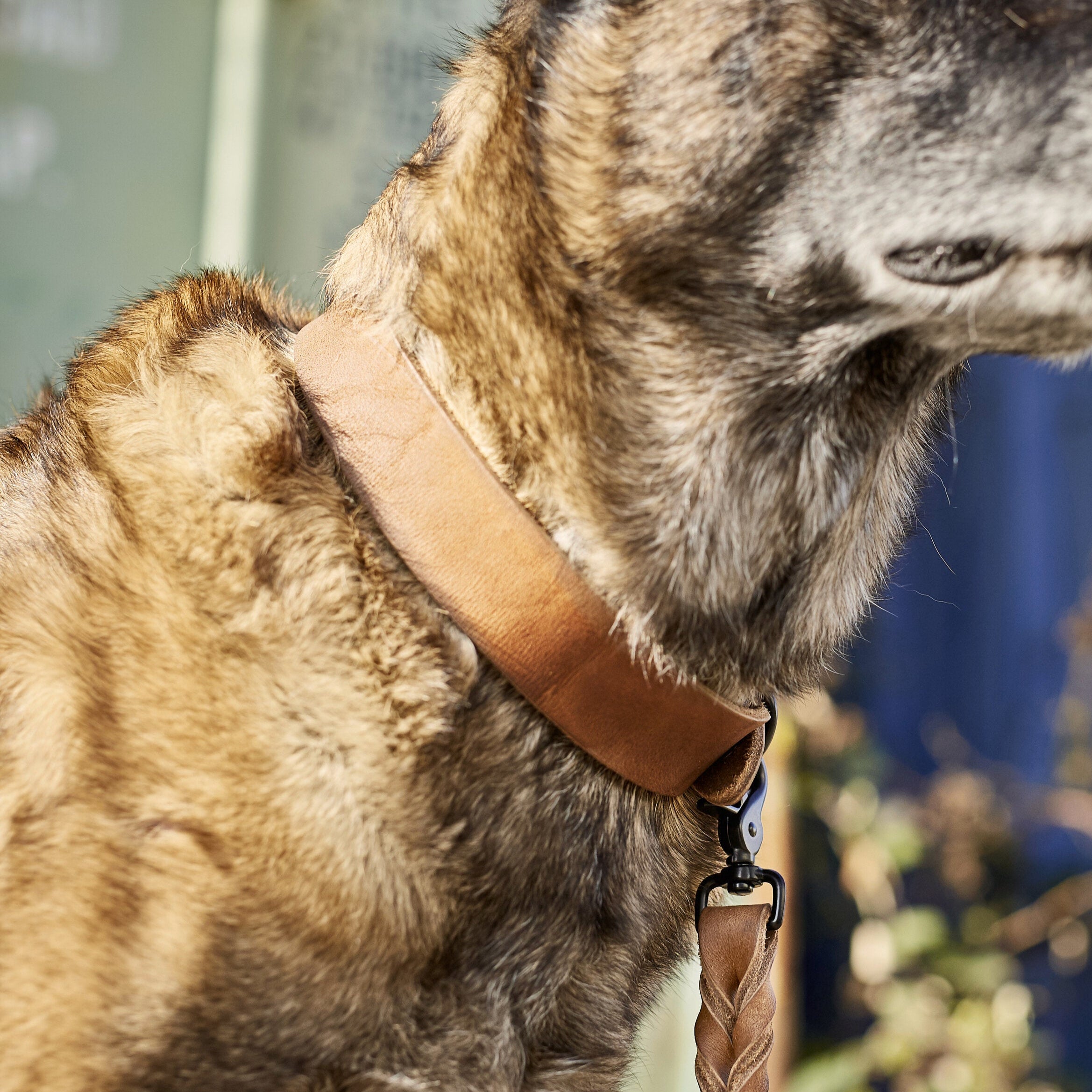 Collier pour chien en cuir GIRO – Moka - Laboni