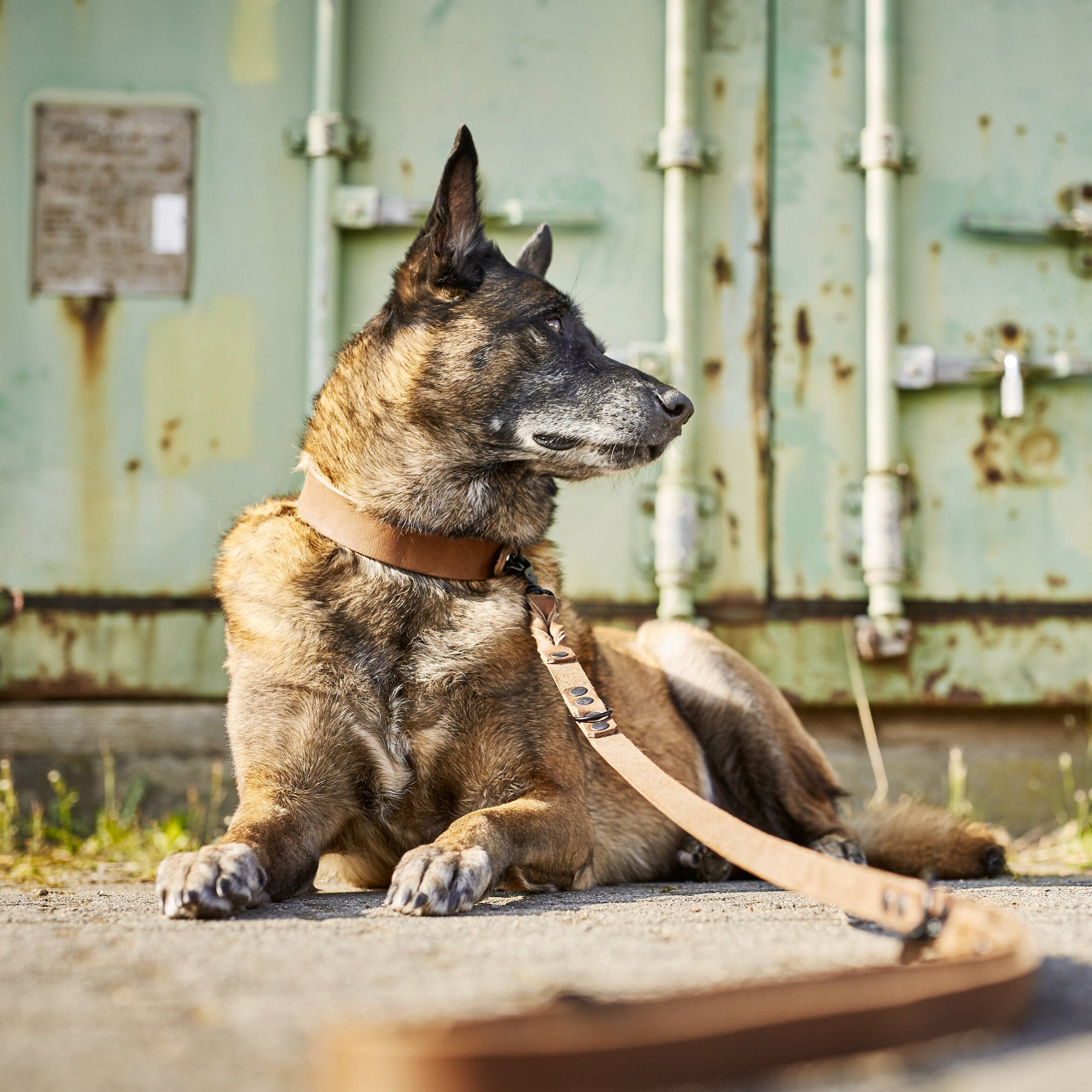 Collier pour chien en cuir GIRO – Moka - Laboni