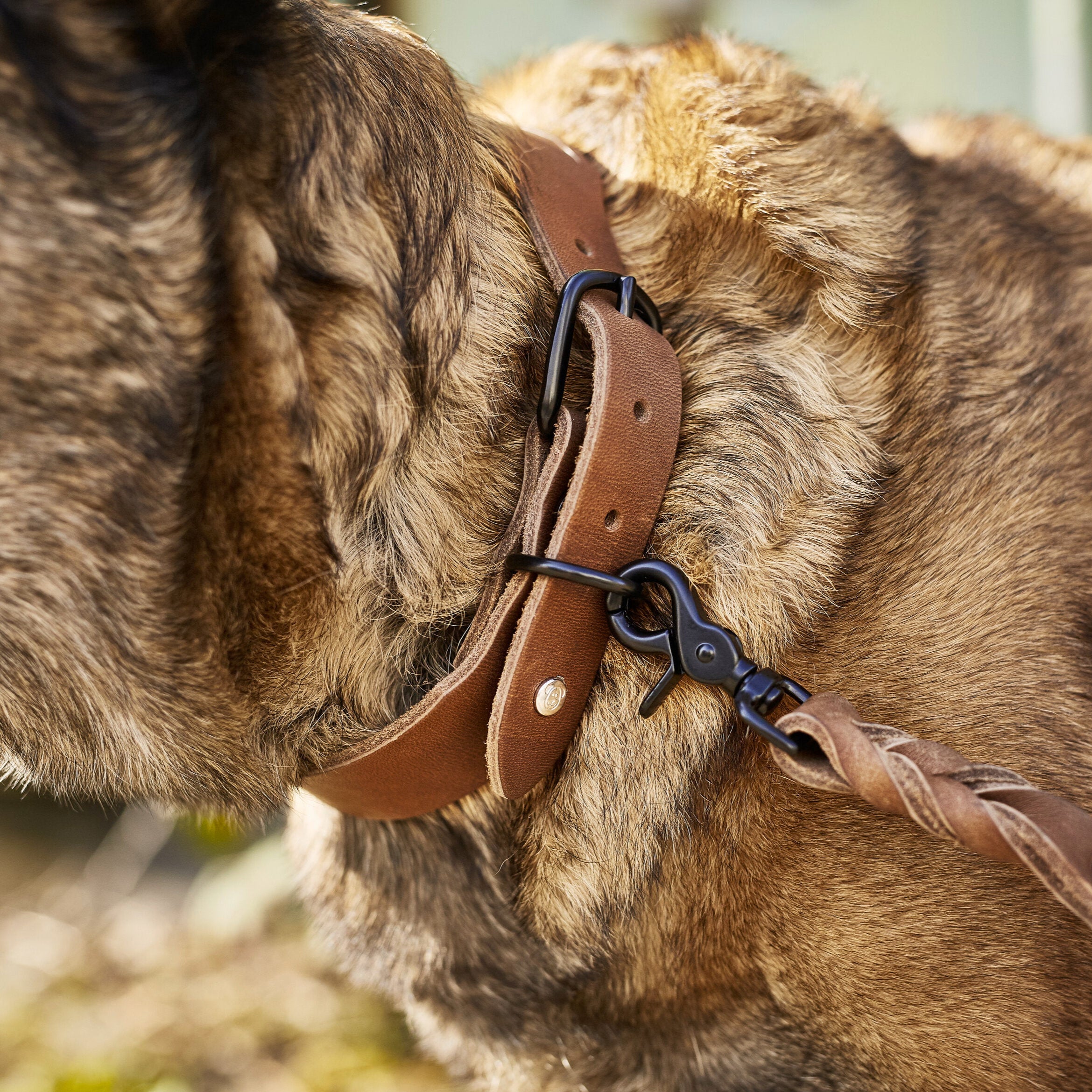 Collier pour chien en cuir GIRO – Moka - Laboni
