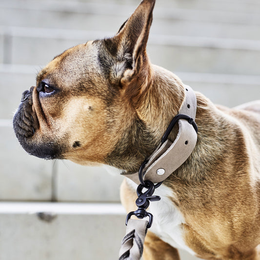 Collier pour chien en cuir GIRO - Gris - Laboni