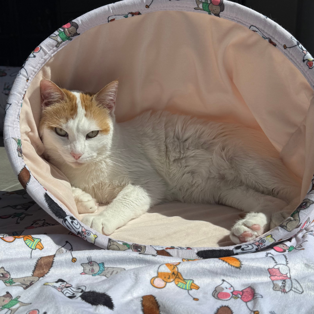 Chat blanc et roux dans la chaussette Chatouille Zolux – couchage cocoon