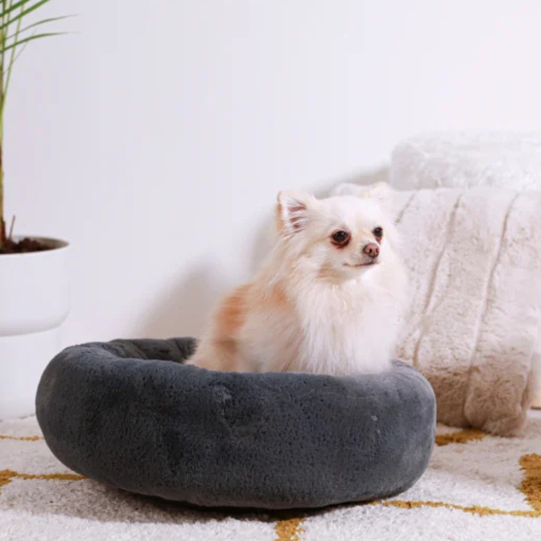 Coussin de la collection Noé, de couleur gris anthracite à poil court, avec un chien  blanc à l'intérieur du coussin, regardant au loin ,le tout dans un salon chaleureux 