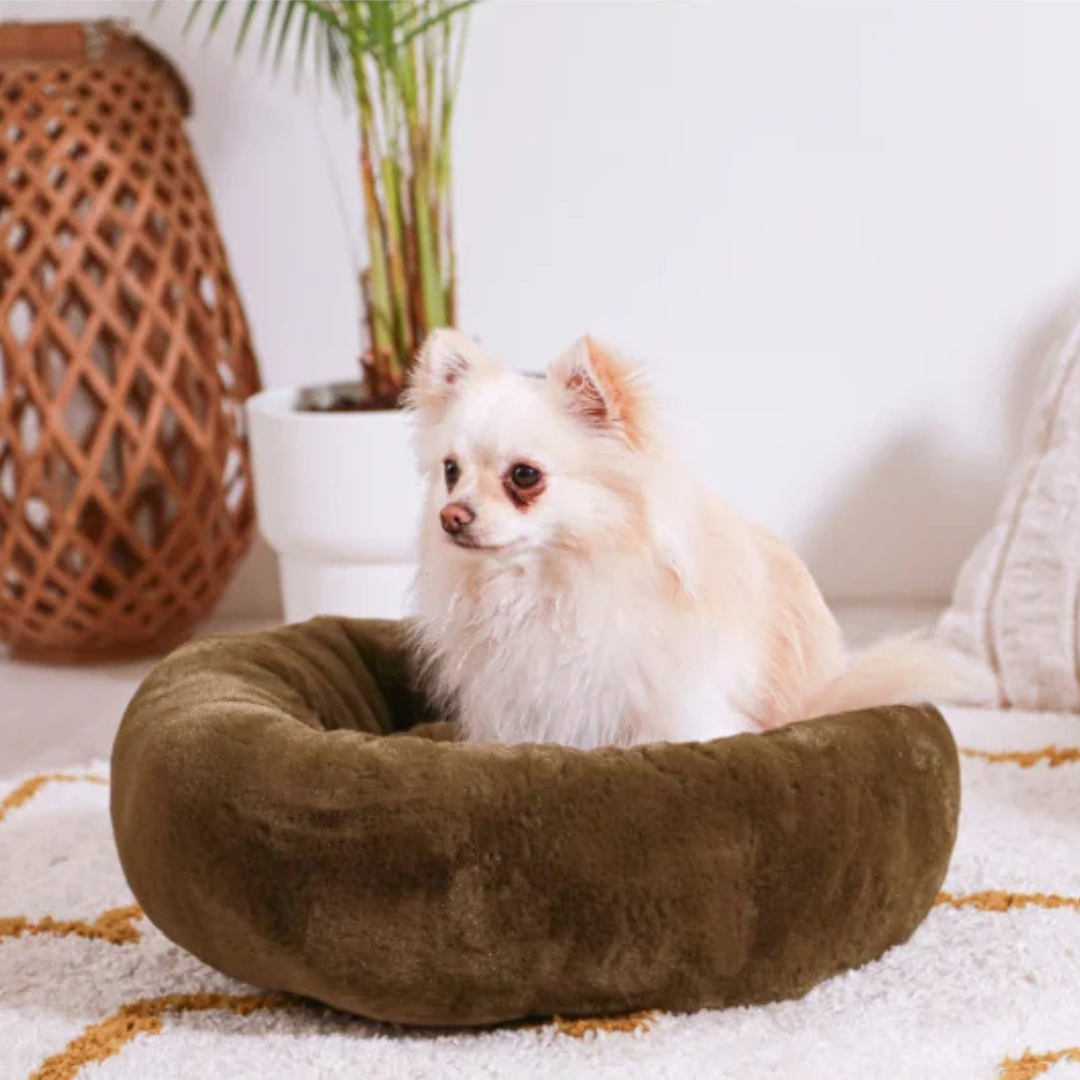 Coussin de la collection Noé, de couleur vert kaki à poil court, avec un chien  blanc à l'intérieur du coussin, regardant au loin ,le tout dans un salon chaleureux 