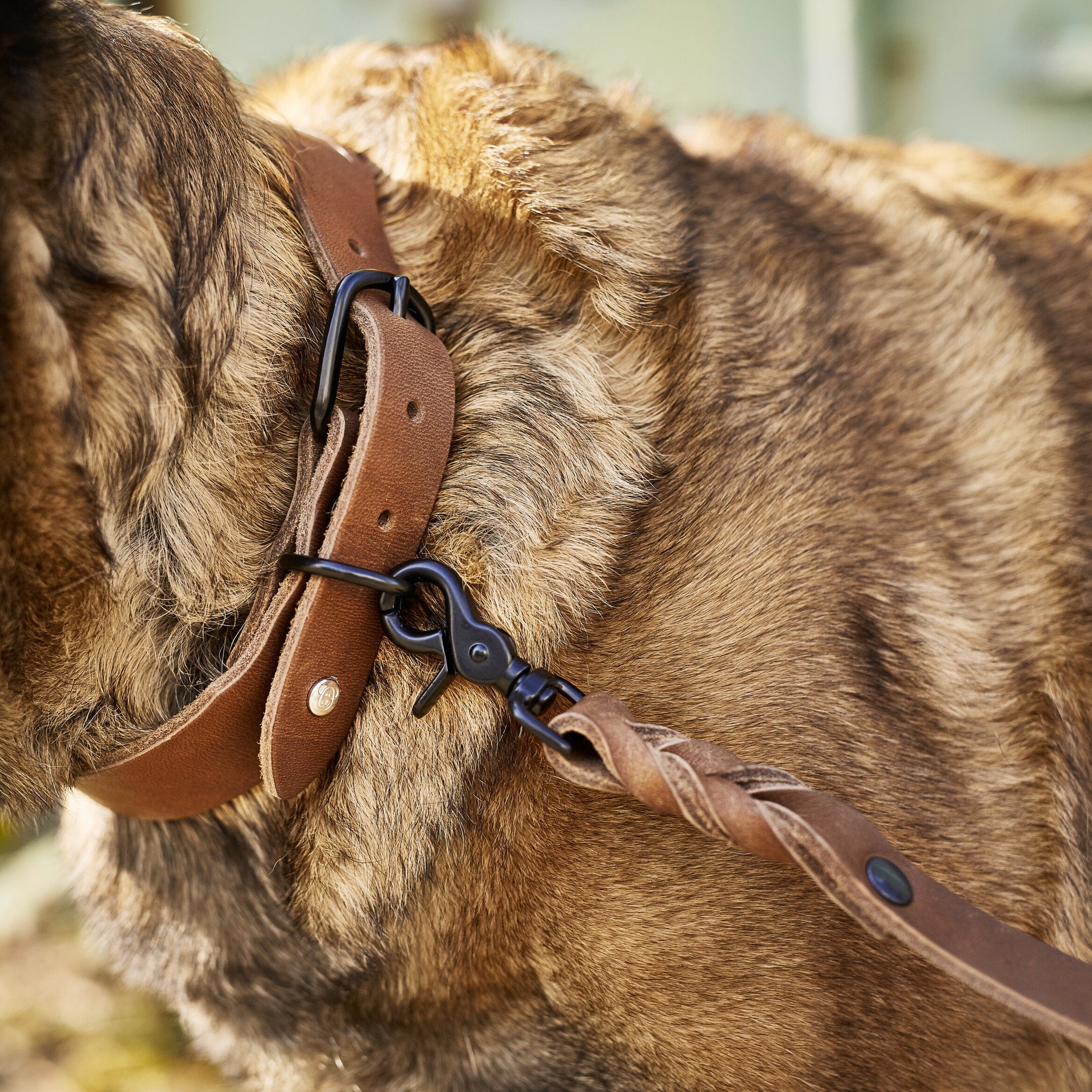 Laisse en cuir de couleur mokka de la collection GIRO de Laboni, comportant des boutons et attaches en métal noir, porté par un chien, zoom sur les attaches et le cuir 