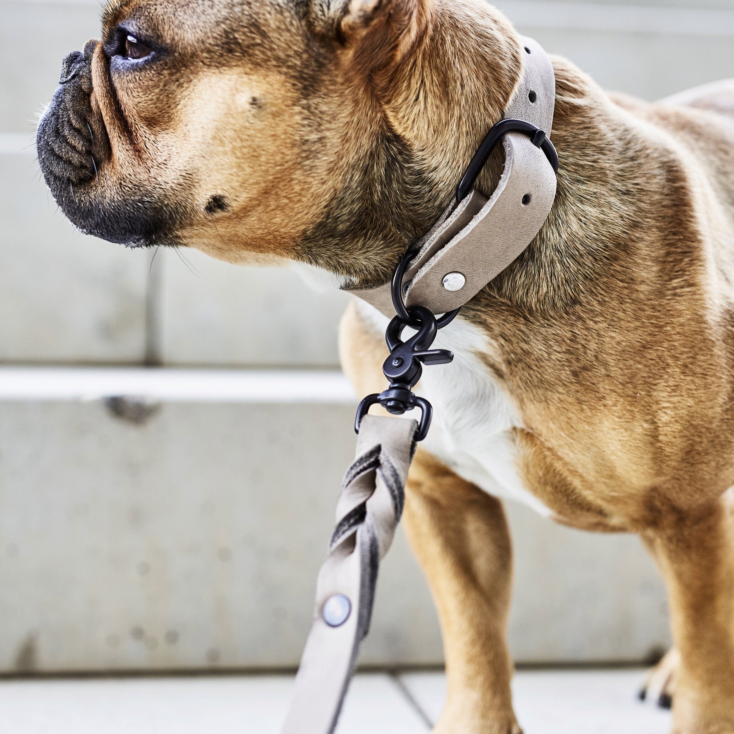 Laisse en cuir gris de la collection GIRO de Laboni, comportant des boutons et attaches en métal noir, porté par un chien regardant au loin, zoom sur les attaches et le cuir 
