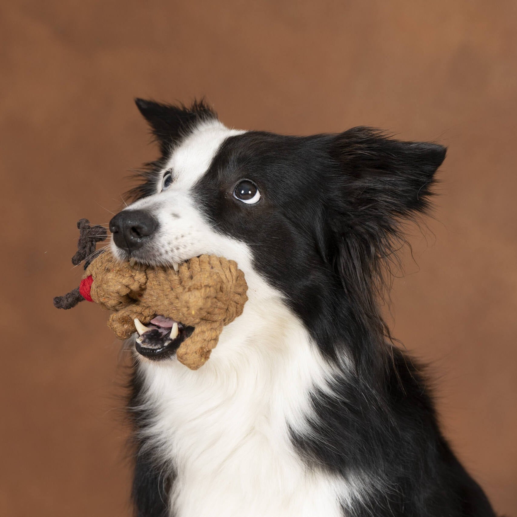 Border Collie tenant dans sa gueule le jouet en corde Rudi le Renne de Laboni sur fond brun.