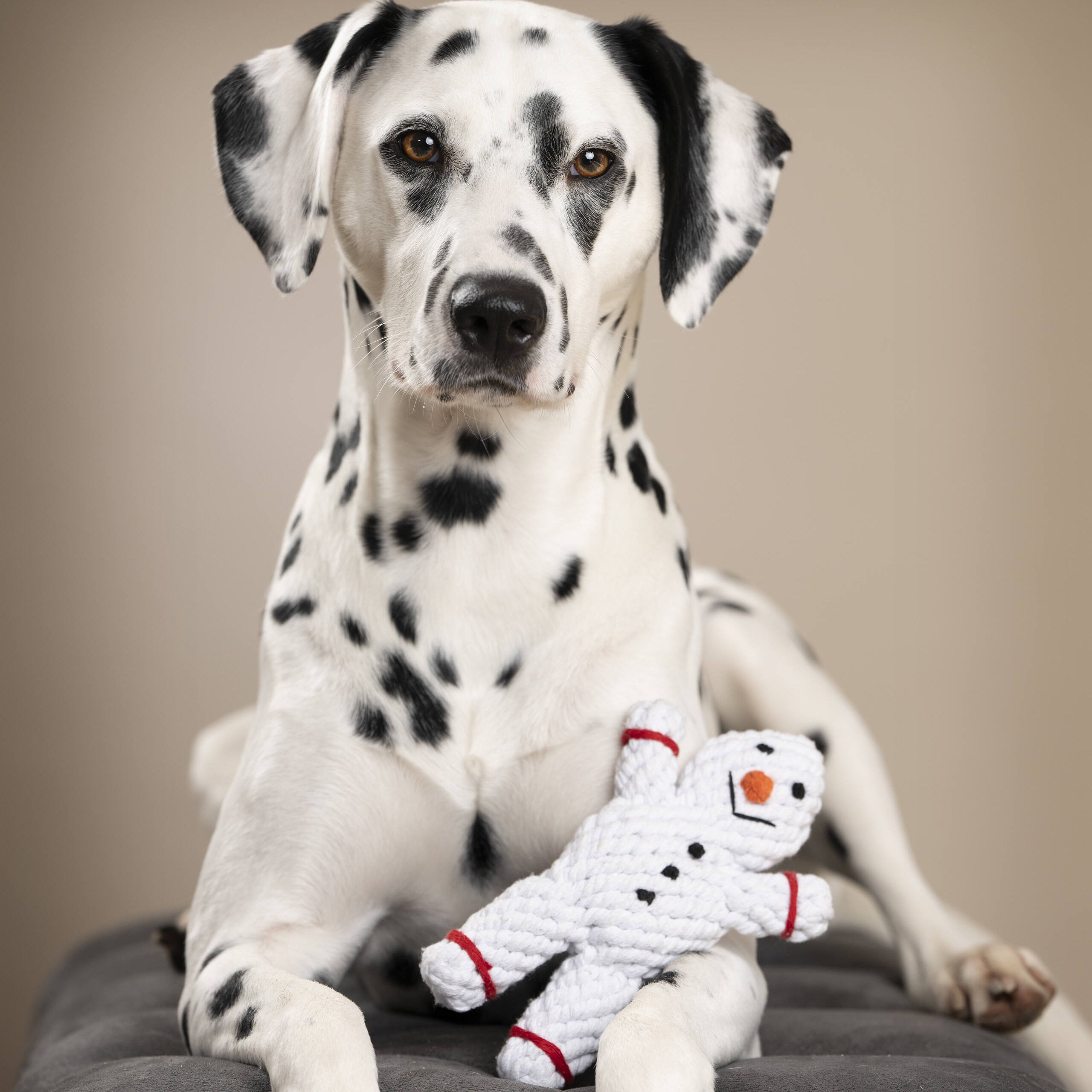 Dalmatien tenant le jouet Shawn le Bonhomme de Neige Laboni dans sa gueule, assis sur un coussin gris.