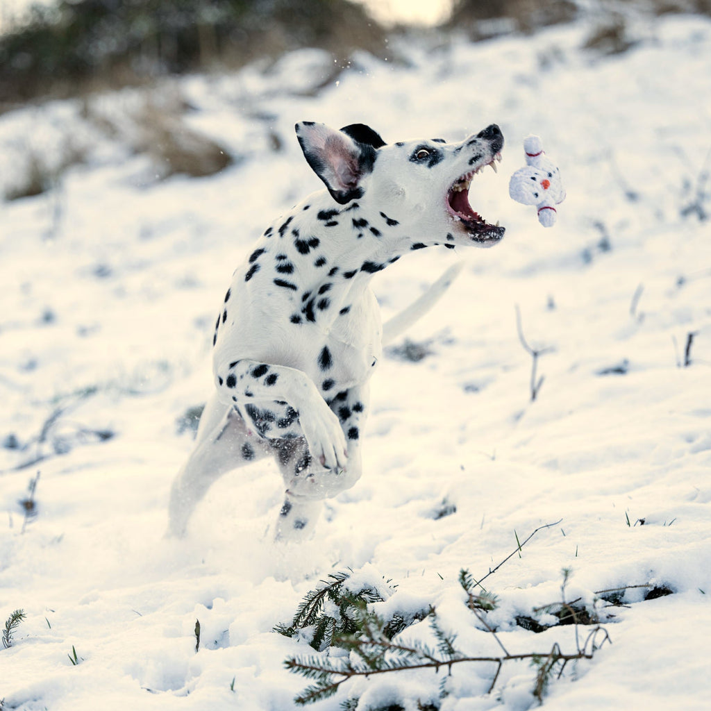 Chien dalmatien courant dans la neige avec le jouet en corde Shawn le Bonhomme de Neige Laboni.