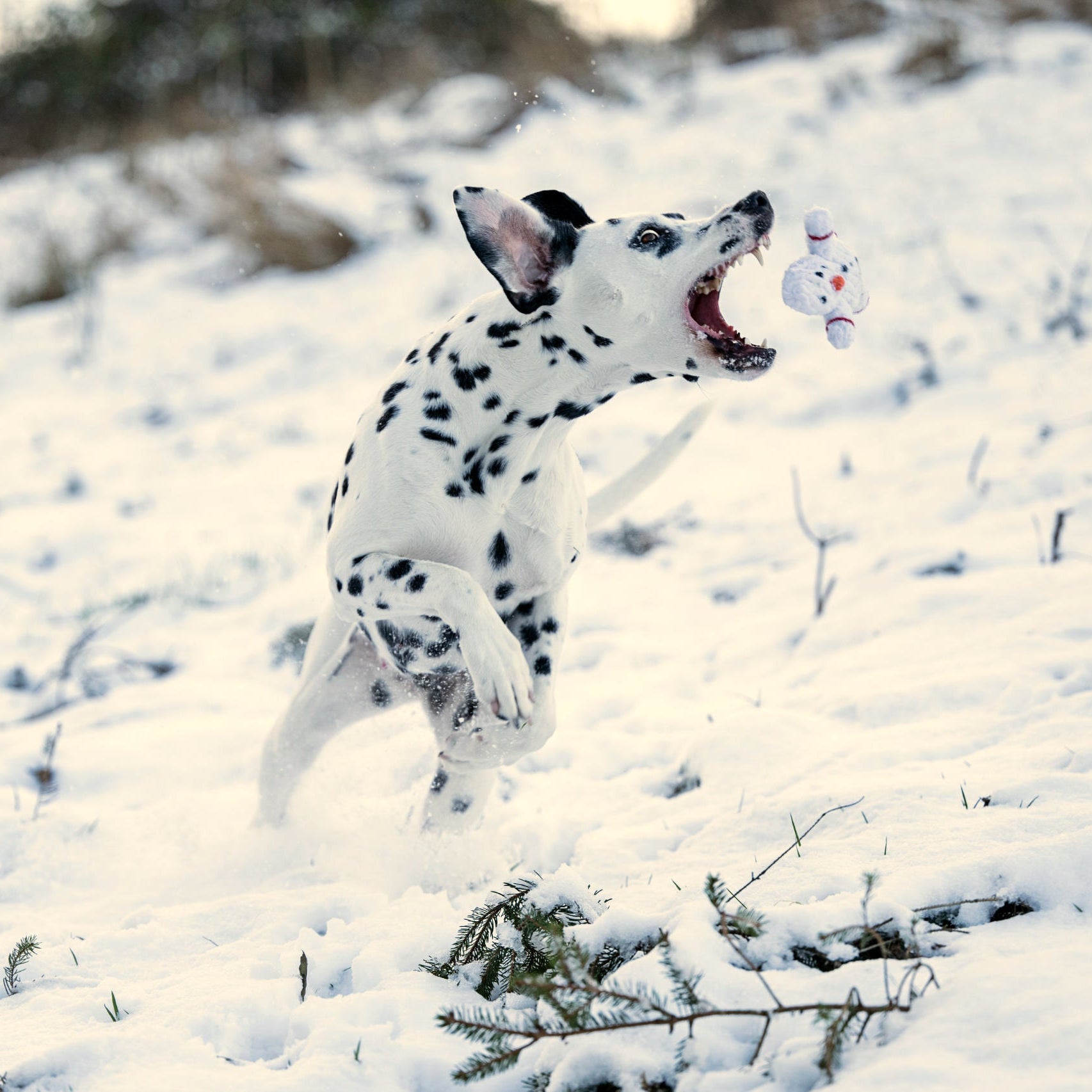 Chien dalmatien courant dans la neige avec le jouet en corde Shawn le Bonhomme de Neige Laboni.