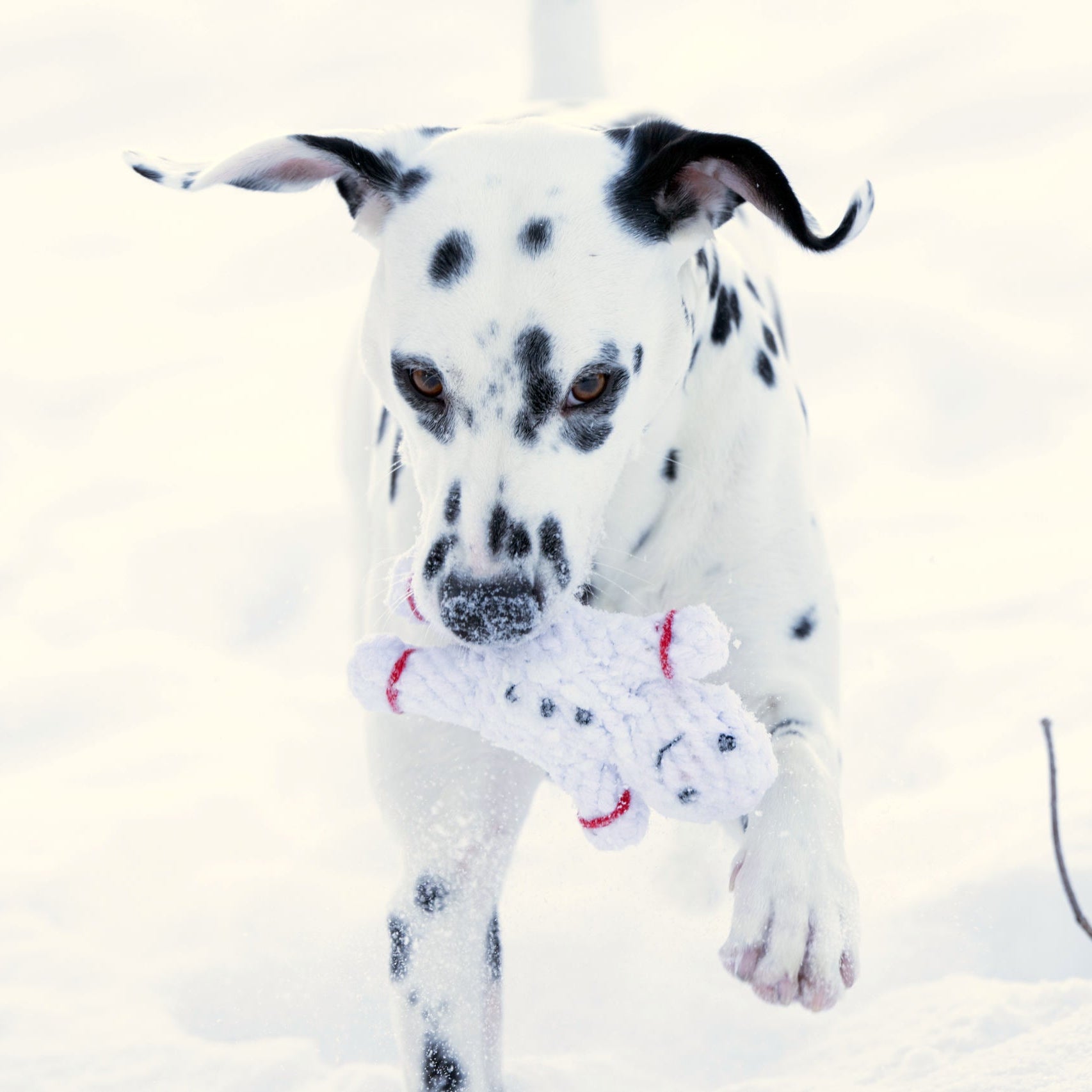 Chien dalmatien courant dans la neige avec le jouet en corde Shawn le Bonhomme de Neige Laboni.