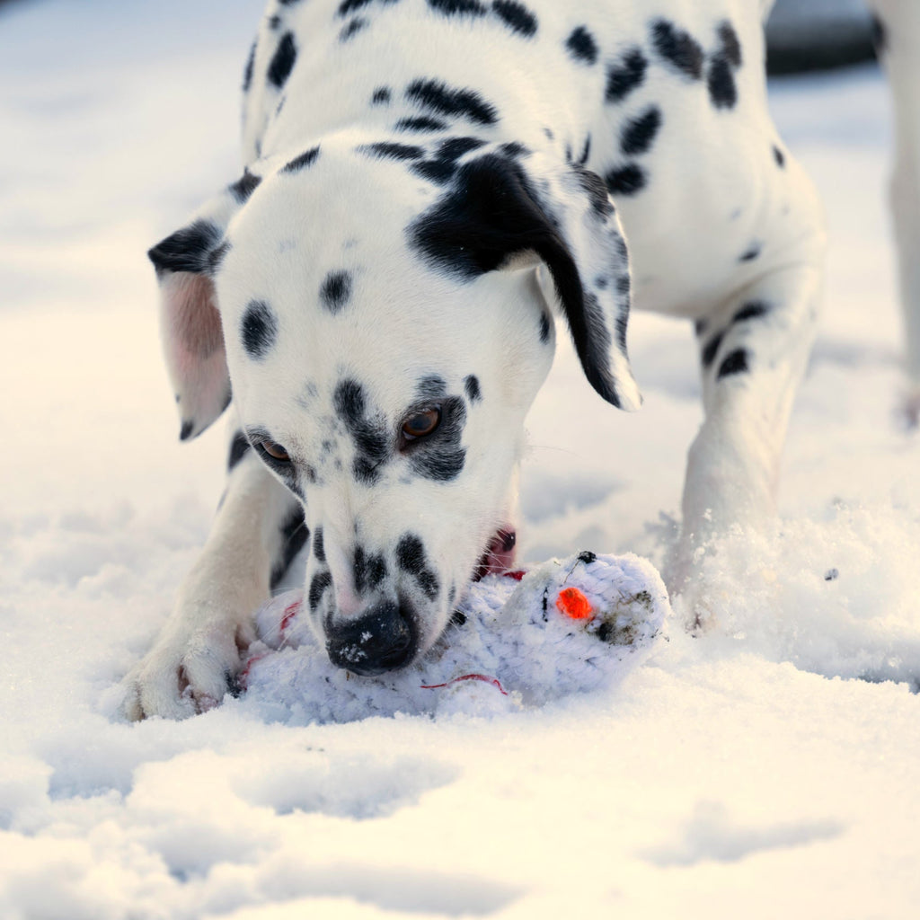 Dalmatien attrapant le jouet Shawn le Bonhomme de Neige dans la neige.