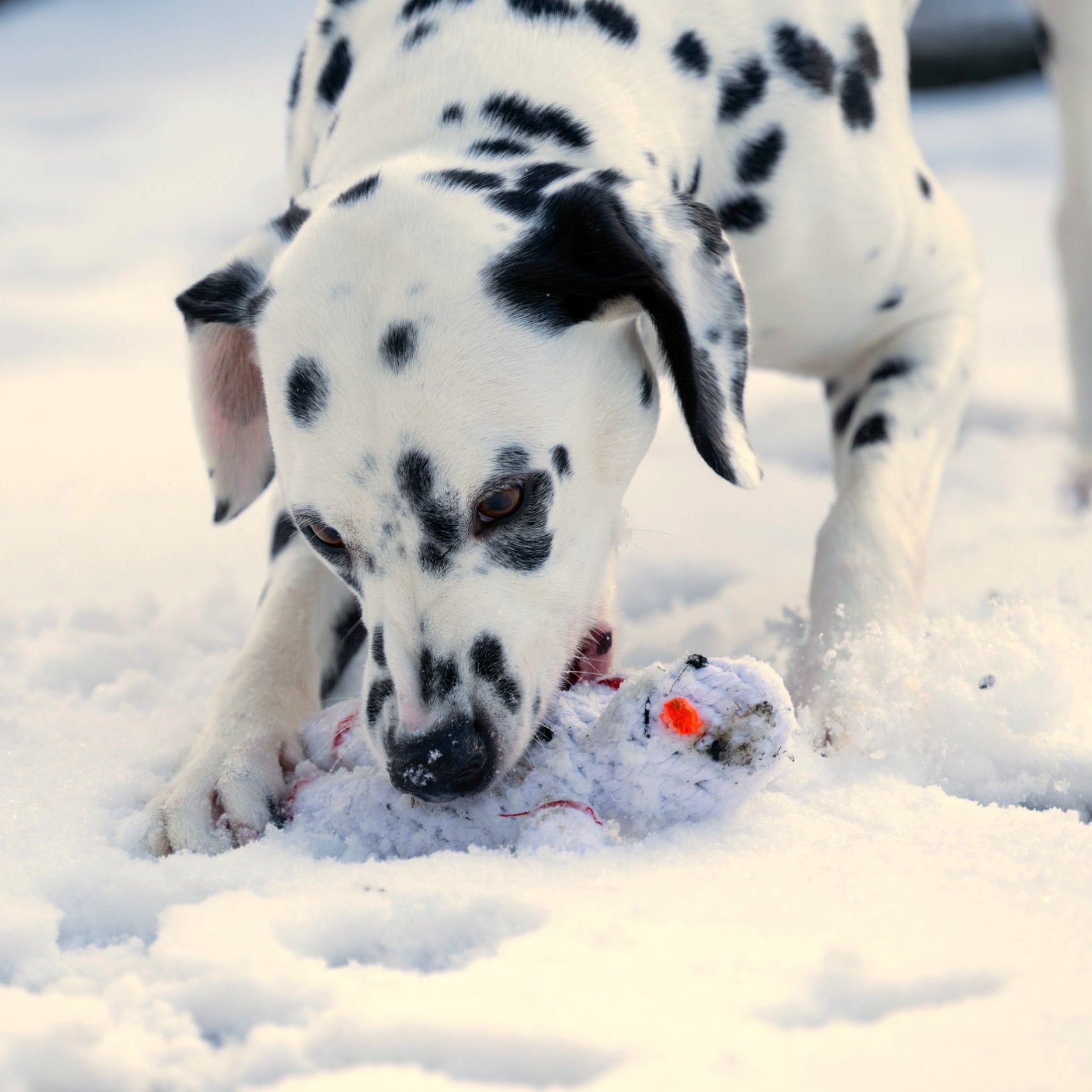 Dalmatien attrapant le jouet Shawn le Bonhomme de Neige dans la neige.