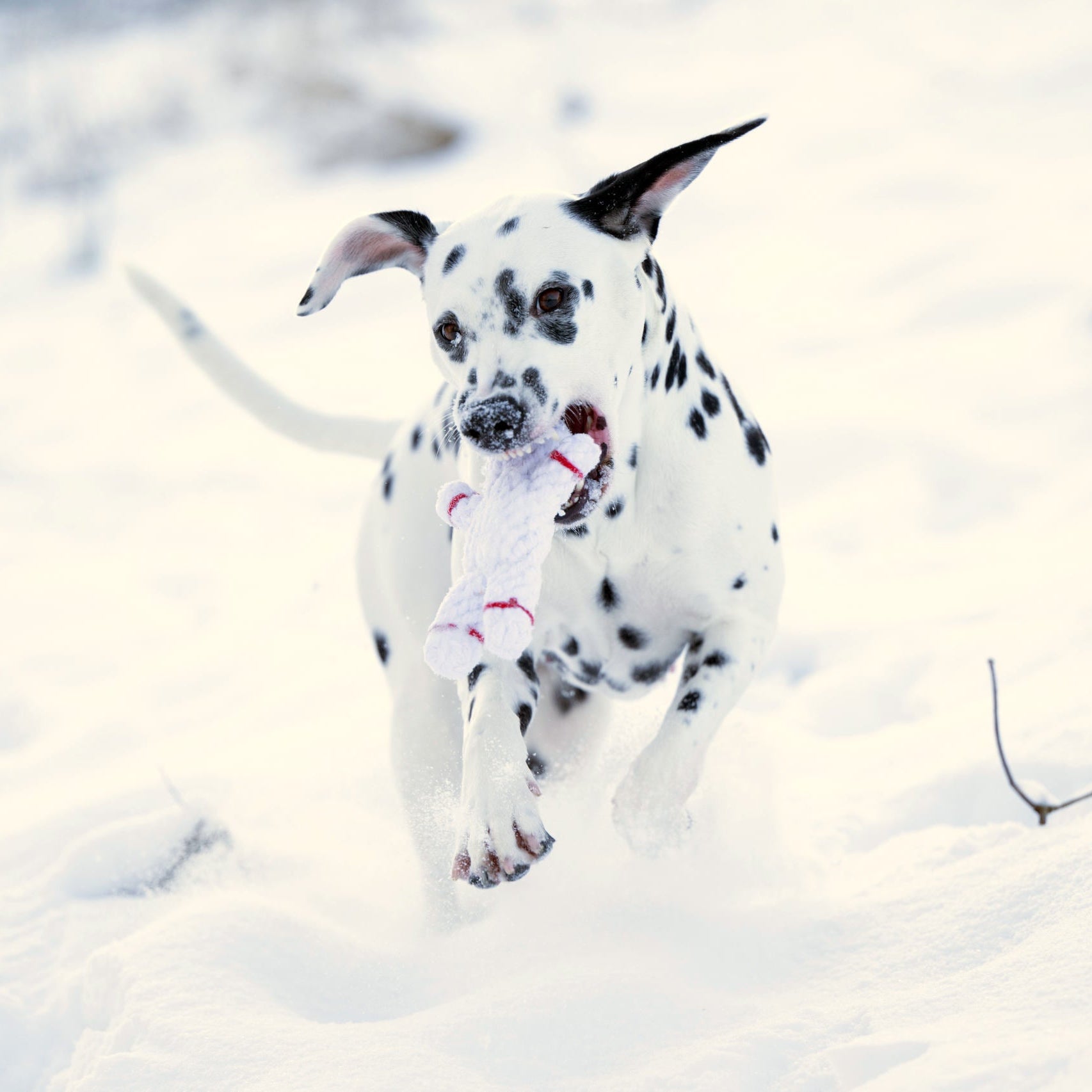 Chien dalmatien jouant dans la neige, mâchant le jouet en corde Shawn le Bonhomme de Neige Laboni.