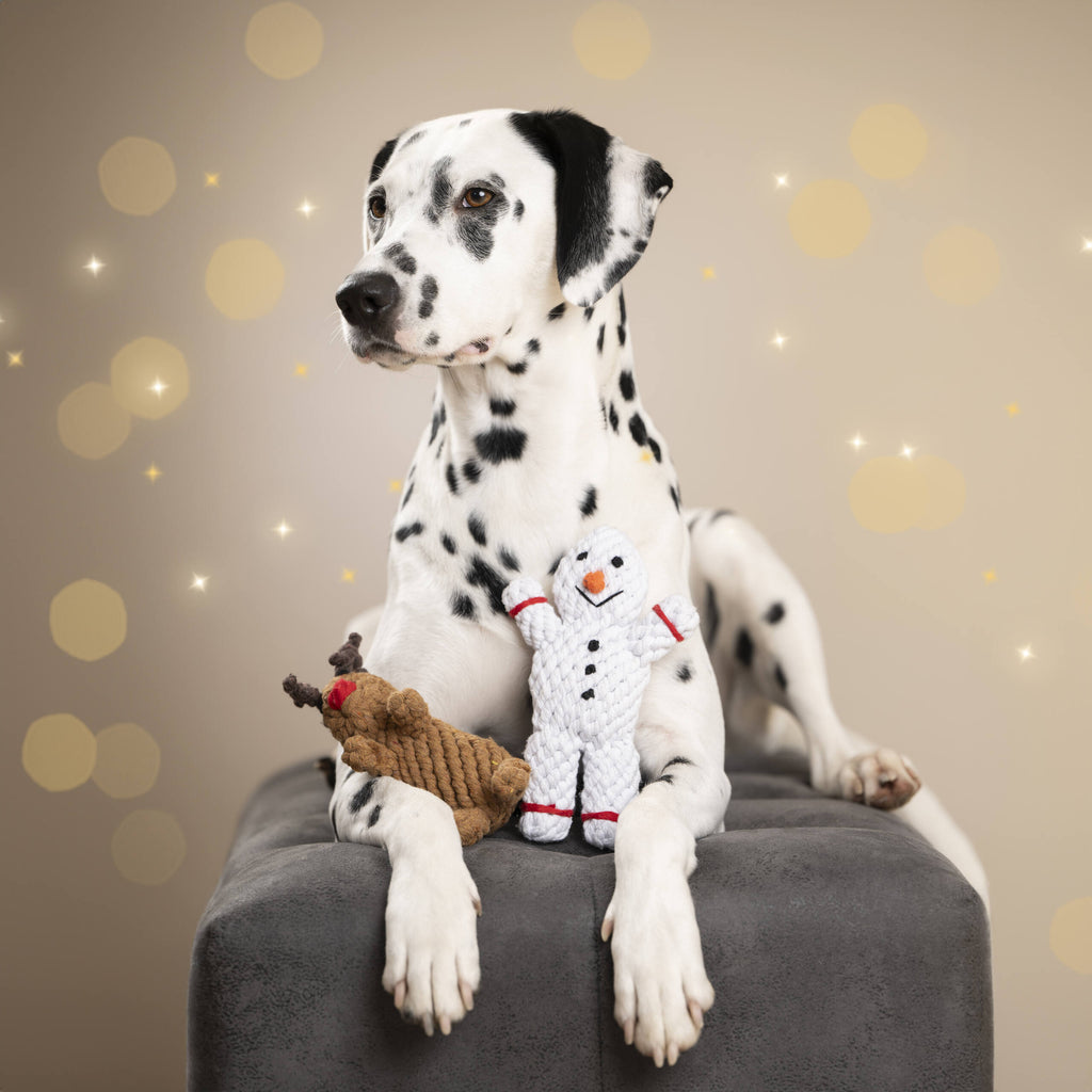 Dalmatien avec le jouet Shawn le Bonhomme de Neige Laboni et Rudi le Renne